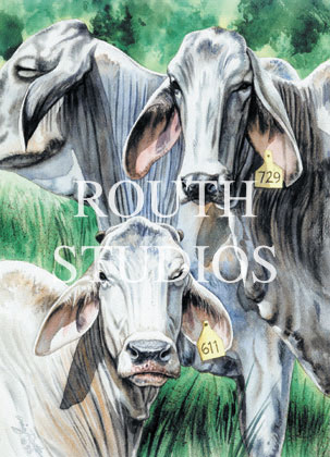 Craig Routh, Artist & Illustrator - "Brahman Cattle"