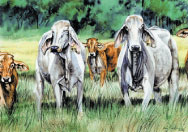 Louisiana Cattle