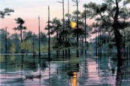 Louisiana atchafalya wood ducks