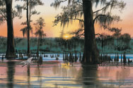 Louisiana swamp Sunset Egret
