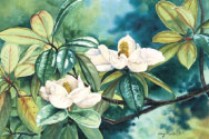 Magnolia Watercolor Painting
