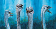 Ostriches