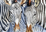 Zebras