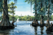 Swamp Scene, Atchafalaya  Wood Ducks